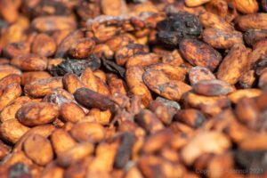 cocoa, beans, chocolate-7026841.jpg